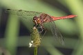 Sympetrum vulgatum male-7